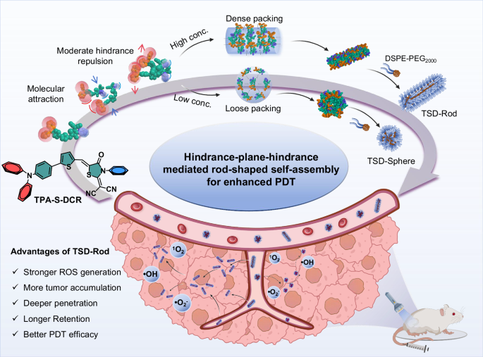 Fig. 1: Schematic of rod-shaped self-assembly of TPA-S-DCR and the application of TSD-Rod in PDT.