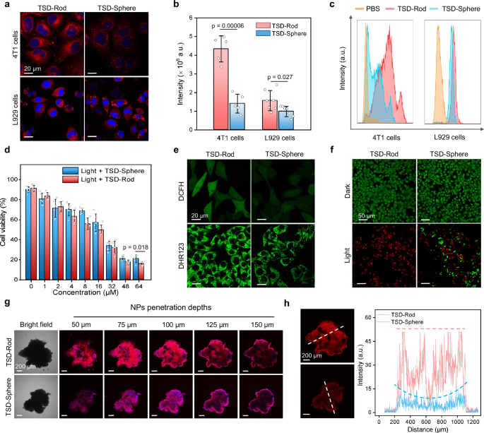 Fig. 5: In vitro PDT evaluation of TSD-Rod and TSD-Sphere.