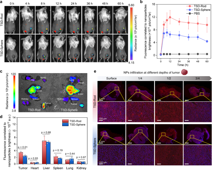 Fig. 6: Tumor enrichment and penetration of TSD-Rod and TSD-Sphere.
