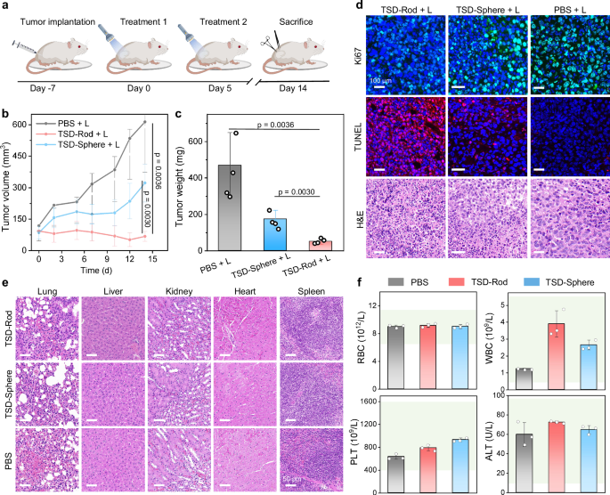 Fig. 7: In vivo PDT with TSD-Rod and TSD-Sphere.