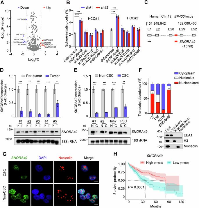 Fig. 1: SNORA49 is lowly expressed in liver CSCs.
