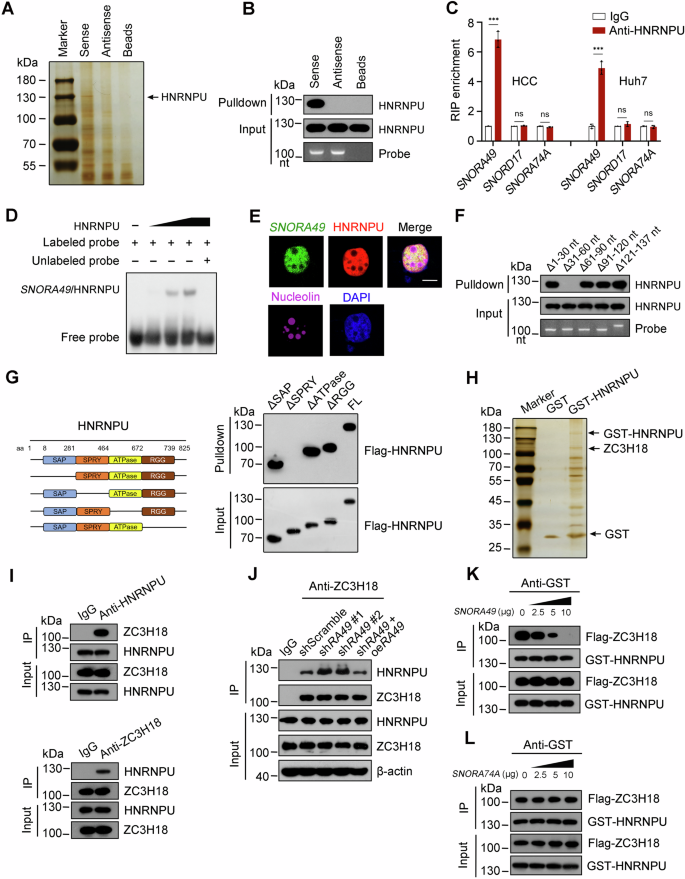 Fig. 4: SNORA49 engages with HNRNPU to impair its interaction with ZC3H18.