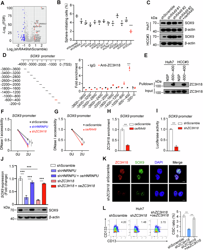 Fig. 5: ZC3H18 recruits HNRNPU to enrich on the promoter of SOX9 for its transcription in liver CSCs.