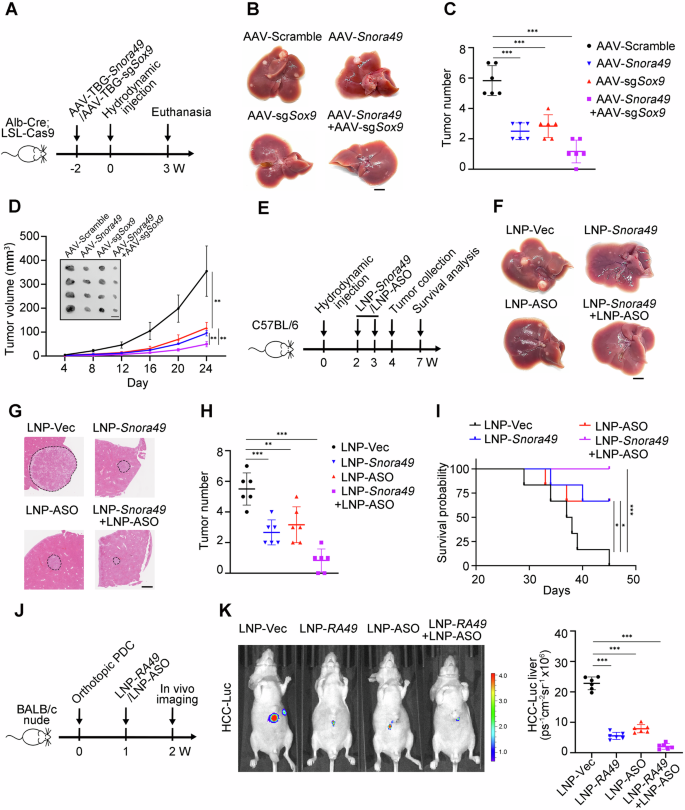 Fig. 7: LNP-mediated delivery of SNORA49 RNAs and ASOs against SOX9 exerts synergistic effect on HCC tumors.