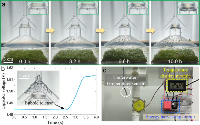 Fig. 6: Harvesting and utilization of the low-flux bubble energy generated by photosynthesis.