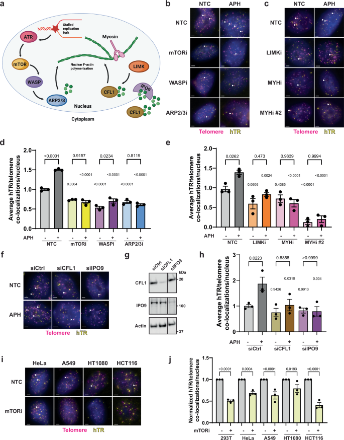 Fig. 3: Telomerase recruitment is facilitated by known regulators of nuclear F-actin.