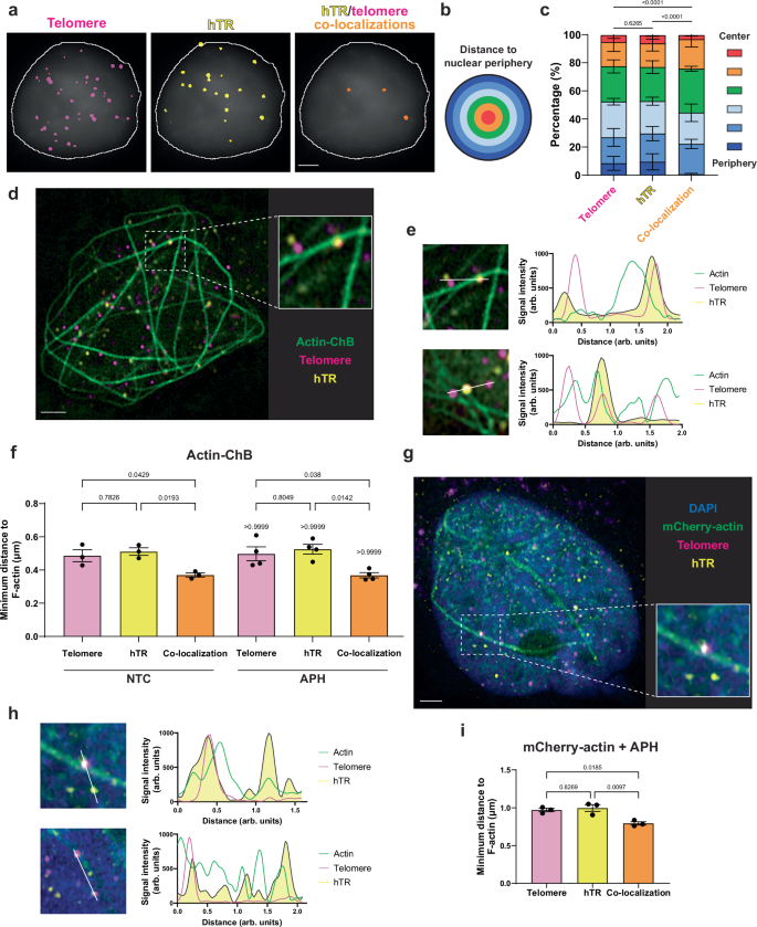 Fig. 5: Telomerase recruitment to telomeres occurs in proximity to F-actin.