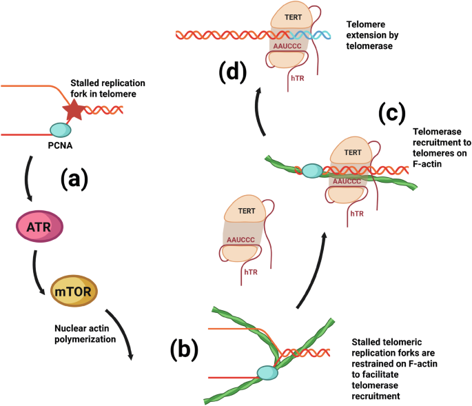 Fig. 8: Model for replication- and actin-mediated telomerase recruitment.