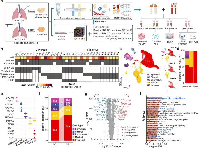 Fig. 1: Cellular overview of CIP after immunotherapy.