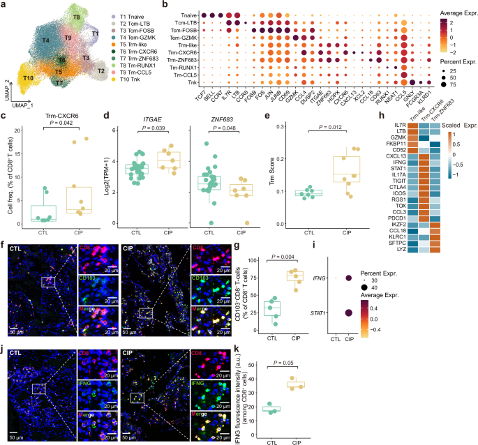 Fig. 2: Identification of CD8+ Trm cells.