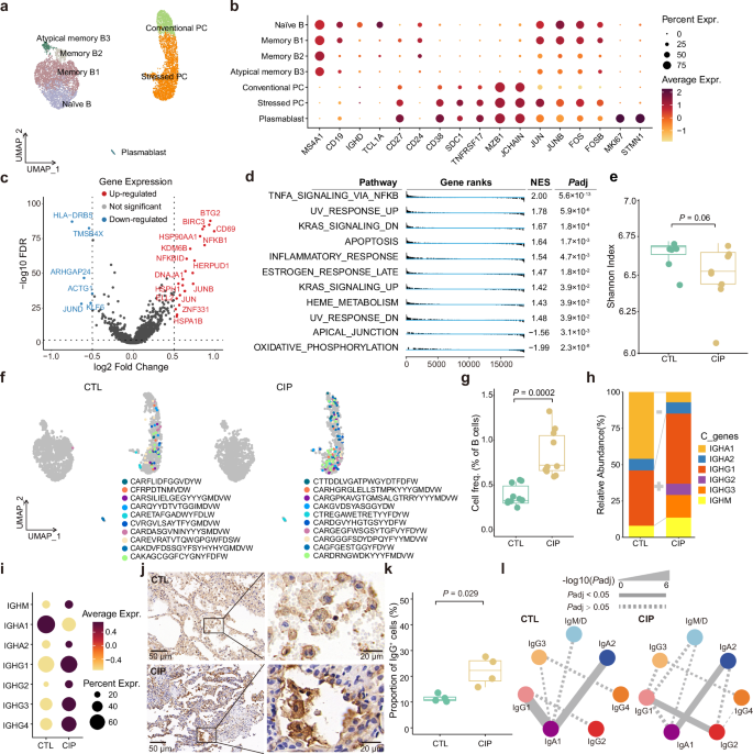 Fig. 4: Landscape of B cells in CIP patients revealed by single-cell transcriptome and BCR sequencing.
