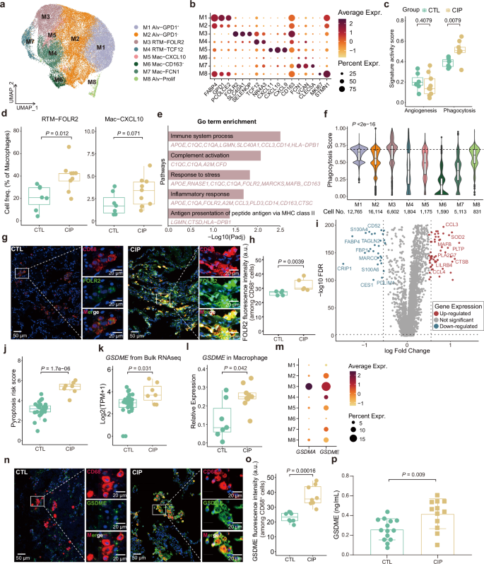 Fig. 5: Identification of CIP-related myeloid cell populations.