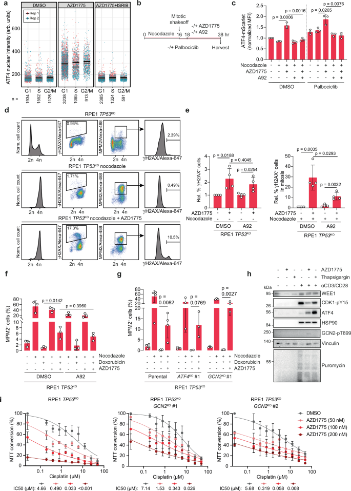 Fig. 3: Integrated stress response activation by WEE1i is cell cycle independent.