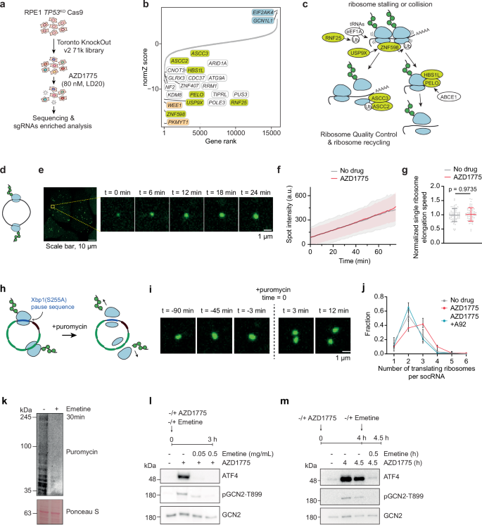 Fig. 4: WEE1i alter the response to translation perturbations.