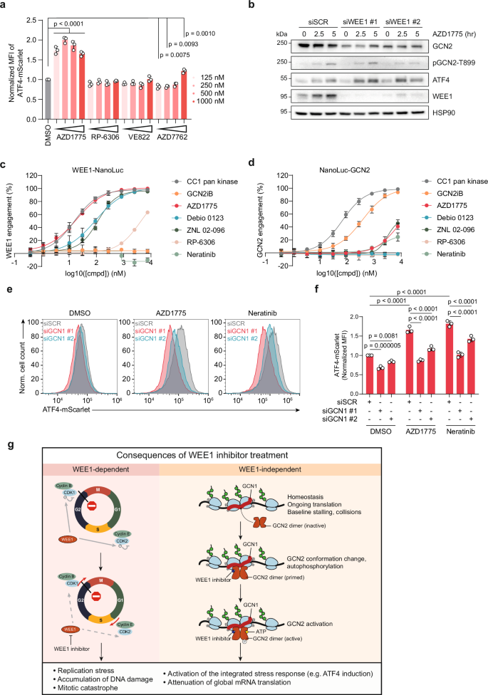 Fig. 5: AZD1775 and Debio 0123-mediated GCN2 activation is independent of WEE1.