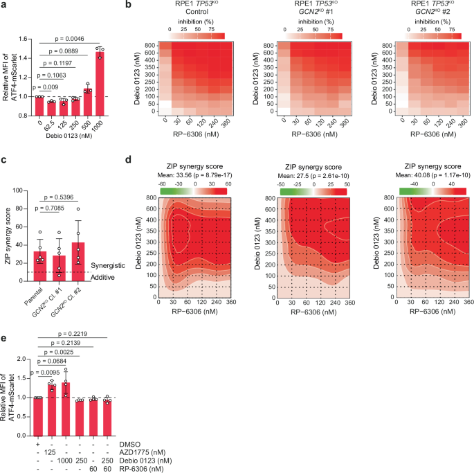 Fig. 6: WEE1i and PKMYT1i synergistically induce cytotoxicity without WEE1i-induced ISR activation.