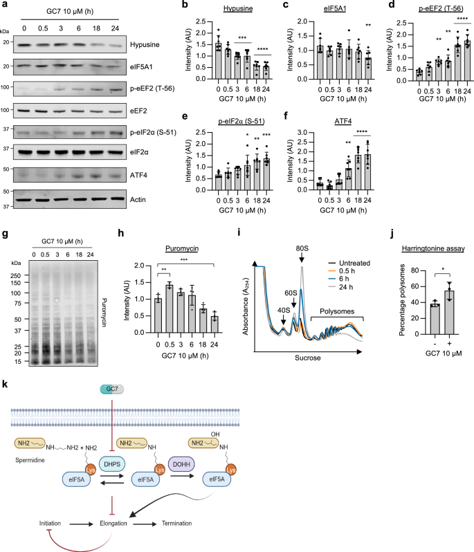 Fig. 1: Hypusination inhibition leads to sequential elongation and initiation blocks in A549 cells.