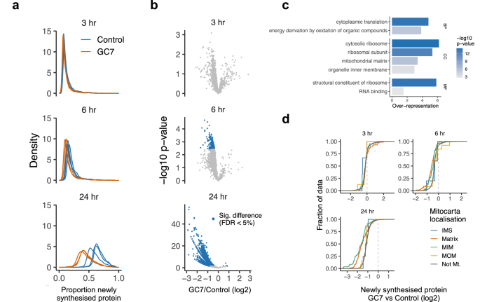 Fig. 2: Hypusination inhibition causes significant loss of newly synthesized proteins from 6 h.