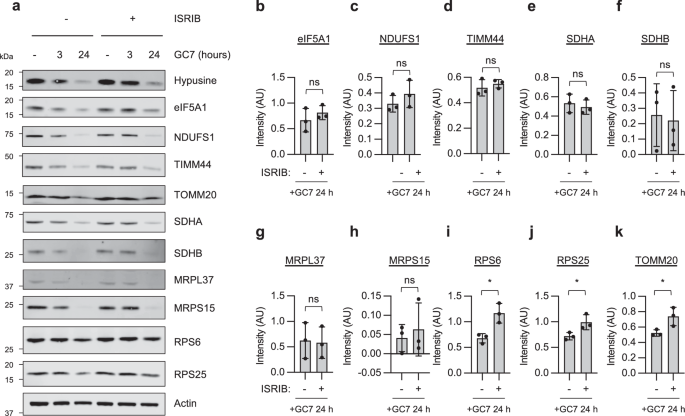Fig. 3: ISRIB leads to recovery of p-eIF2α specific targets following inhibition of hypusination.