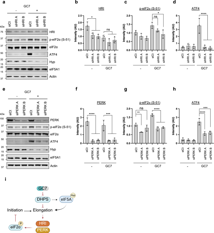 Fig. 4: Translation initiation inhibition following eIF5A inhibition is driven by PERK and HRI activation and eIF2α phosphorylation.