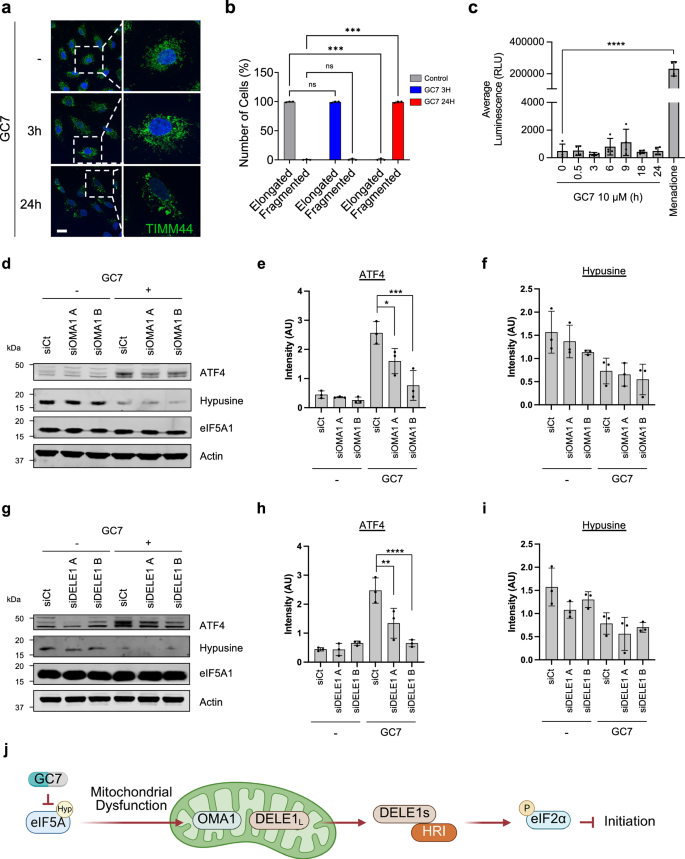 Fig. 5: Mitochondrial dysfunction leads to OMA1 and DELE1 dependent HRI activation.