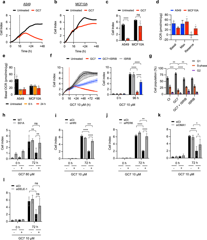 Fig. 6: Reduced cell proliferation following eIF5A inhibition is driven by mitochondrial dysfunction and eIF2α phosphorylation.