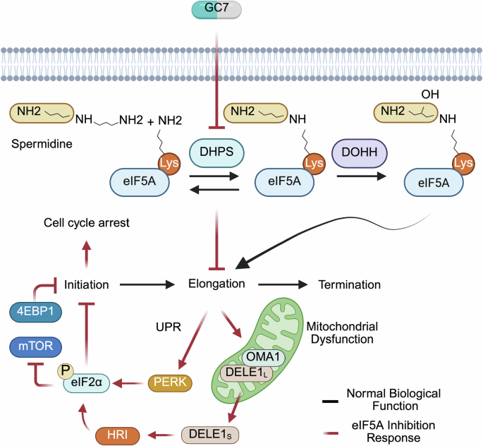 Fig. 7: A proposed model of the events following inhibition of hypusination and subsequent mitochondrial dysfunction.