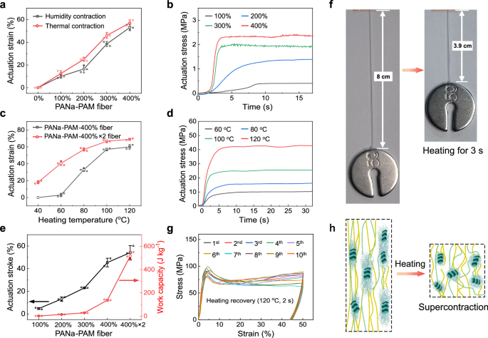 Fig. 5: The supercontraction performance of prestrained PANa-PAM hydrogel fibers.