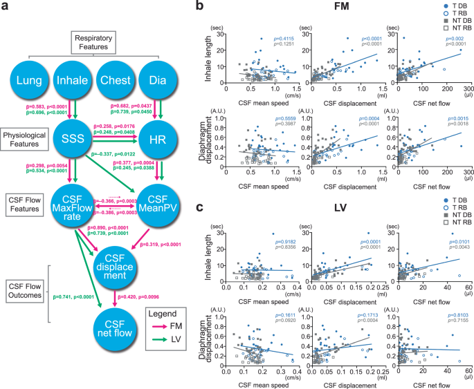 Fig. 2: Modeling the path from respiration to CSF net flow.