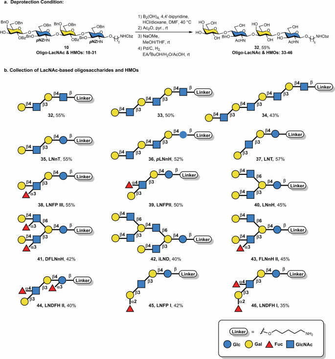 Fig. 5: Overview of oligosaccharide products and deprotection conditions.