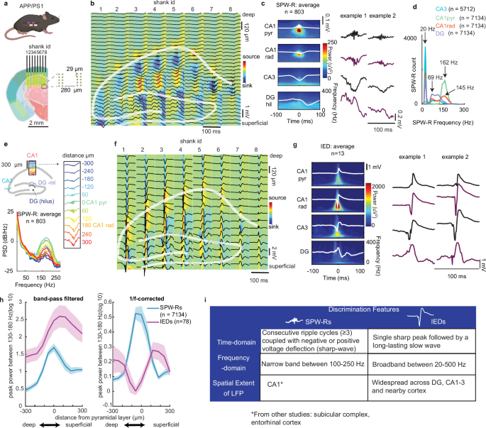 Fig. 2: Mouse hippocampal SPW-Rs and IEDs display distinct spatial, spectral and morphologic features.