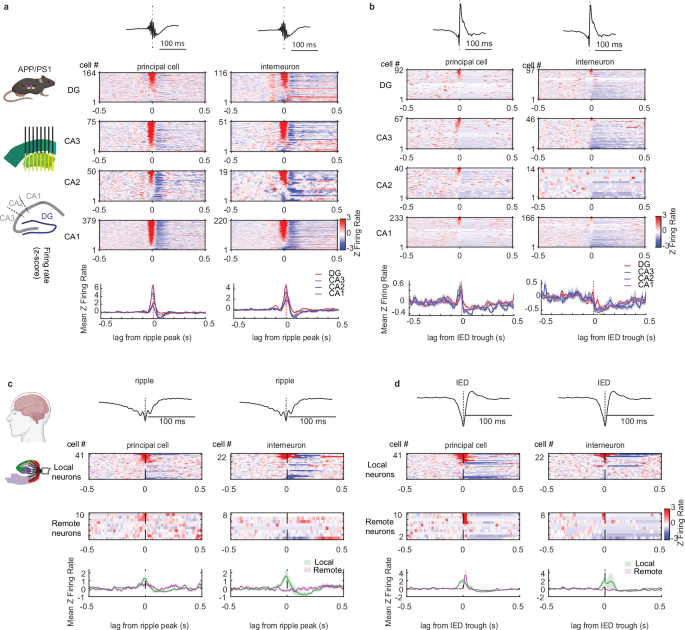 Fig. 6: SPW-Rs/ripples and IEDs show distinct modulation patterns of neural spiking in rodents and humans.