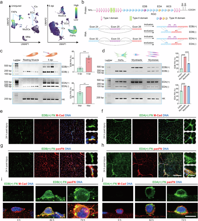 Fig. 1: EDB(+) but not EDA(+) FN is enriched in the MuSC niche.