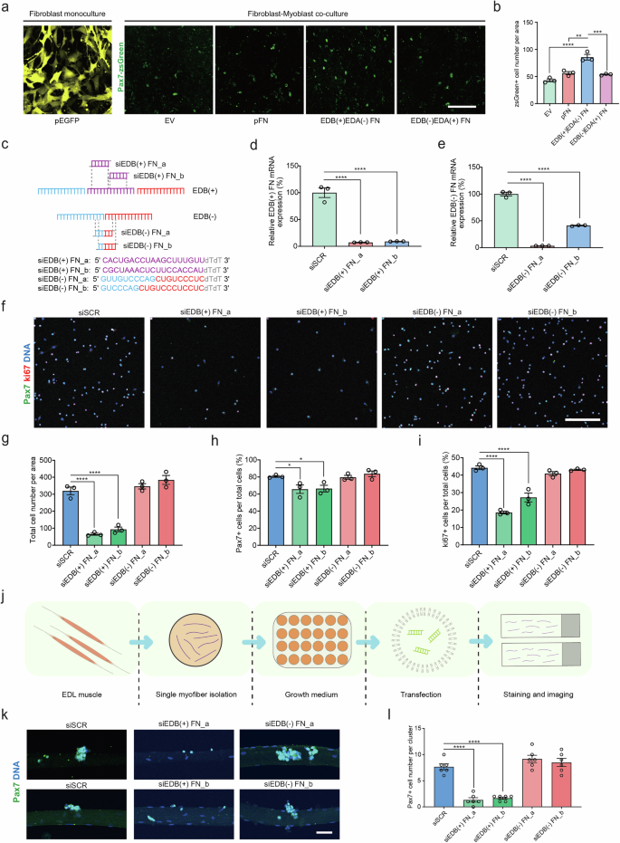 Fig. 2: Cell-autonomous EDB(+) FN is essential for the regulation of MuSC function.