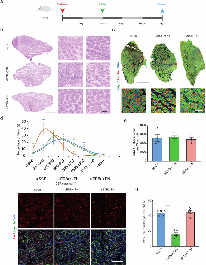Fig. 3: Loss of EDB(+) FN impairs myogenesis.