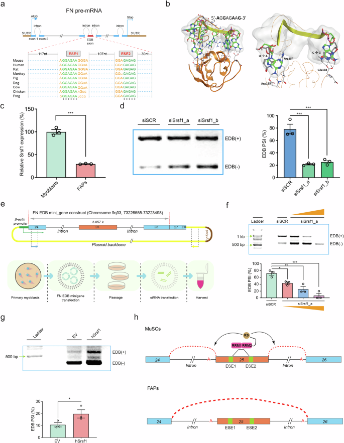 Fig. 4: Srsf1-mediated alternative splicing promotes EDB exon inclusion.