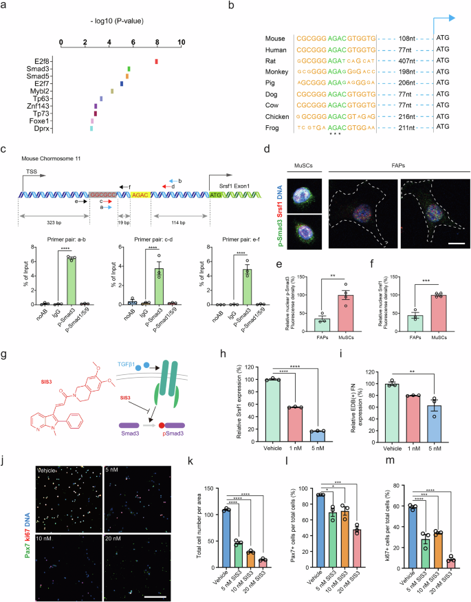 Fig. 5: Smad3 signaling regulates Srsf1 expression and EDB(+) FN levels.