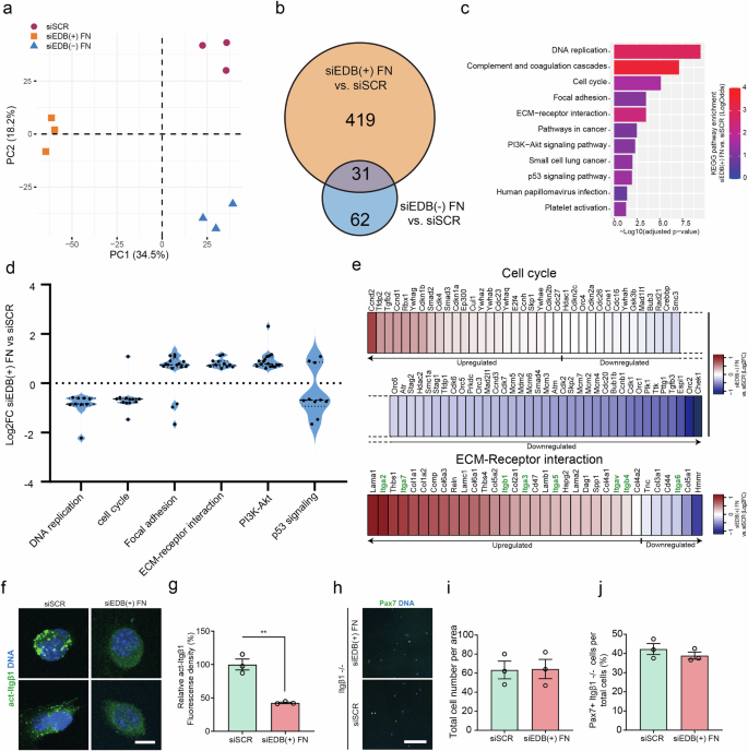 Fig. 6: EDB(+) FN interacts with integrins and regulates the cell cycle.