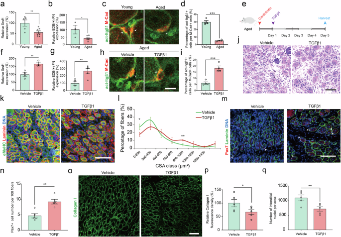 Fig. 7: Transient TGFβ1 treatment increases Srsf1 and EDB(+) FN levels and stimulates aged MuSCs.