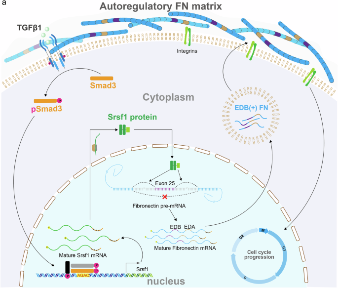 Fig. 8: Autoregulatory EDB(+) FN signaling in activated MuSCs.