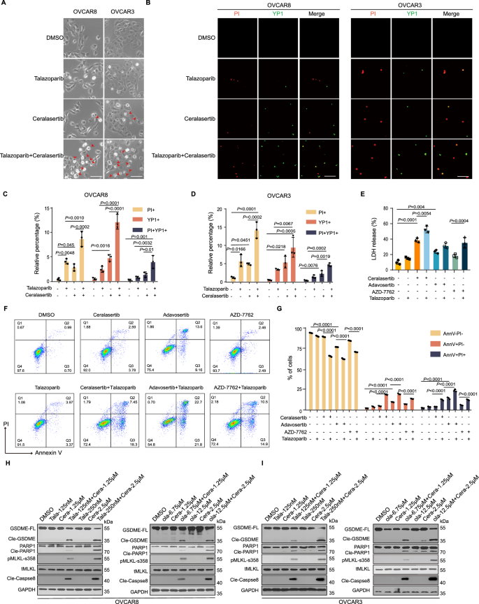 Fig. 1: DDR inhibitors induce intense PANoptosis in cancer cells.