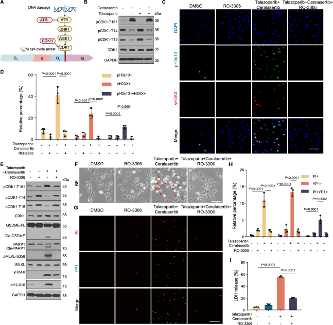 Fig. 2: Preventing mitosis entry attenuates PANoptosis induced by PARPi and ATRi.