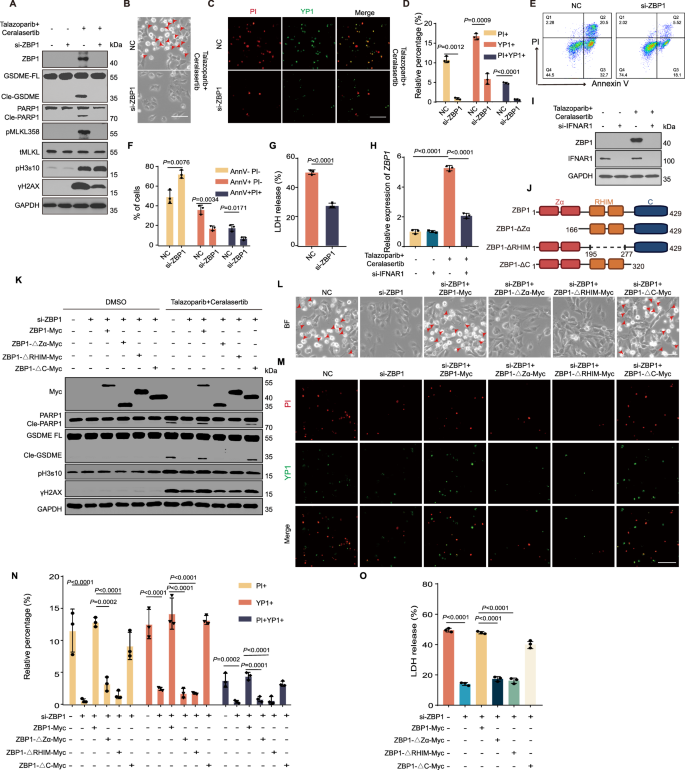 Fig. 3: ZBP1 mediates PANoptosis induced by PARPi and ATRi.