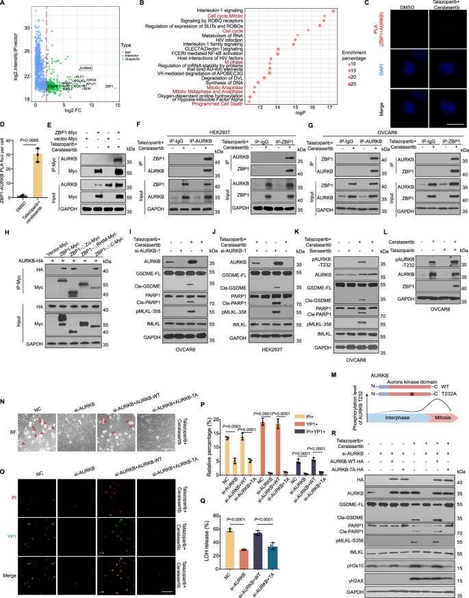Fig. 4: Aurora kinase B was essential for ZBP1-mediated PANoptosis induced by PARPi and ATRi.