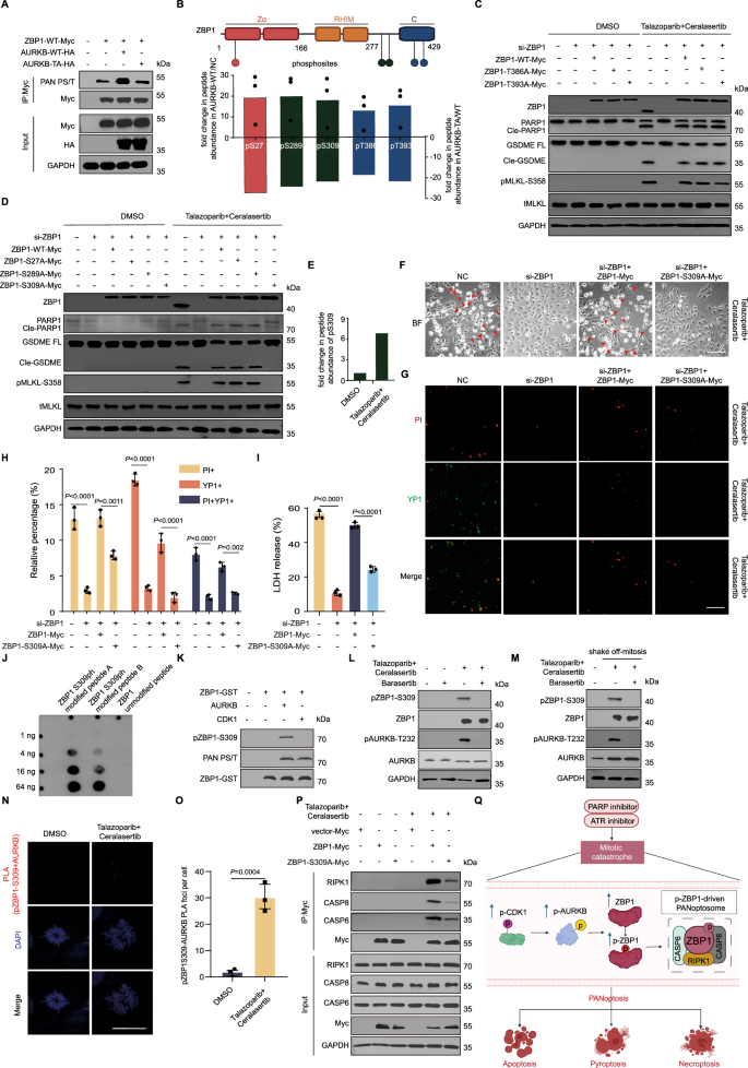 Fig. 5: AURKB phosphorylates ZBP1 to drive PANoptosis.