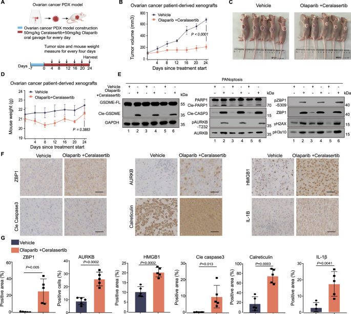 Fig. 6: Combining PARPi and ATRi induces PANoptosis in PDX models.