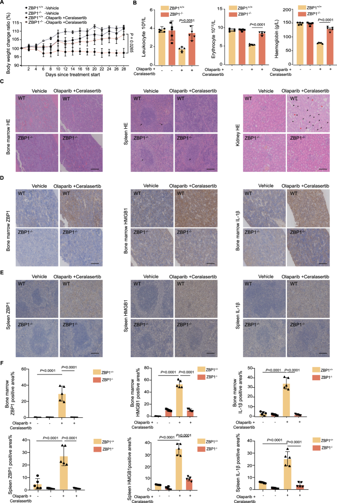 Fig. 7: Deficiency of ZBP1 alleviates PARPi plus ATRi-induced toxicity in mice.