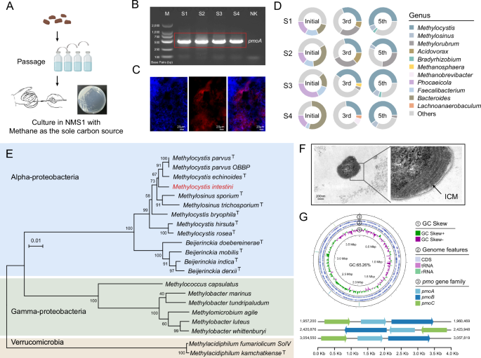 Fig. 1: Characterization of the gut methane-oxidizing bacteria enrichment culture.
