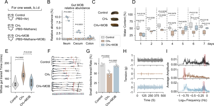 Fig. 2: Gut methane-oxidizing bacteria recover intestinal peristalsis by consuming methane.