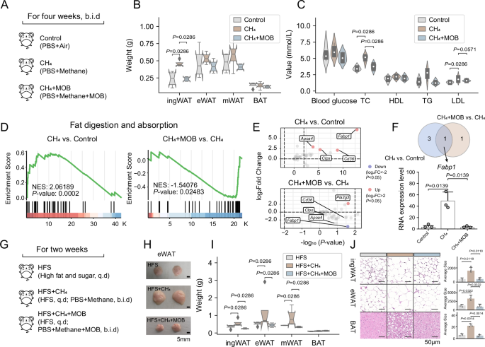 Fig. 3: Gut methane-oxidizing bacteria relieve methane-linked abnormal fat metabolism.